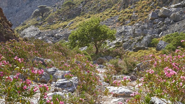 Spring in Crete