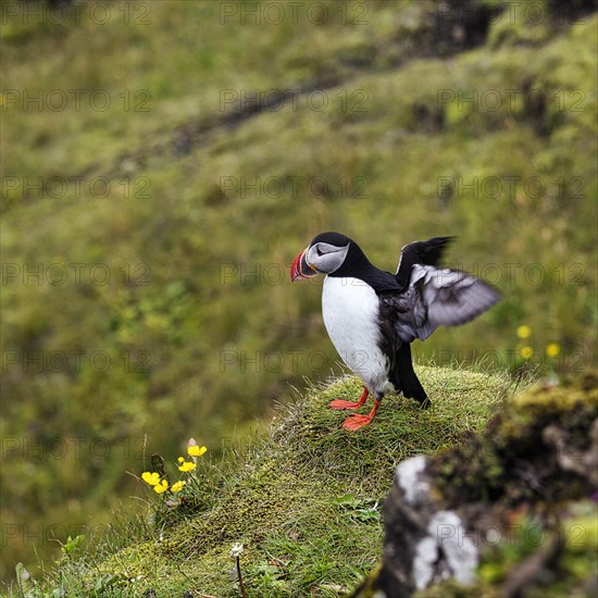 Single puffin