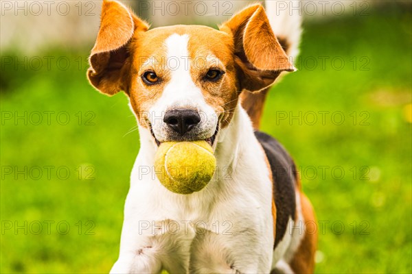 Beagle dog fun in backyard