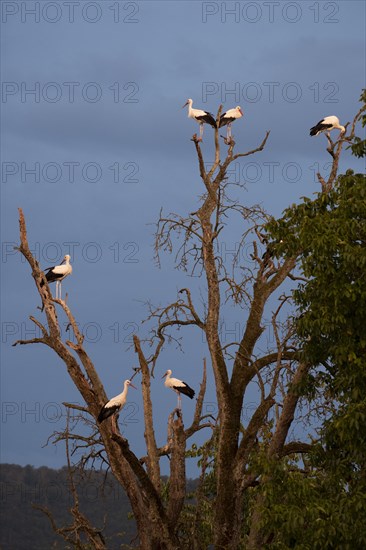 White stork