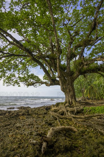 Tree roots and corals lifted out of the water by an earthquake