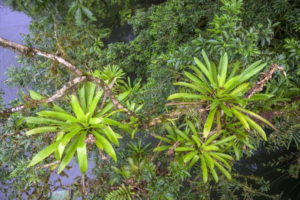 View from the suspension bridge over the Rio Puerto Viejo on vegetation