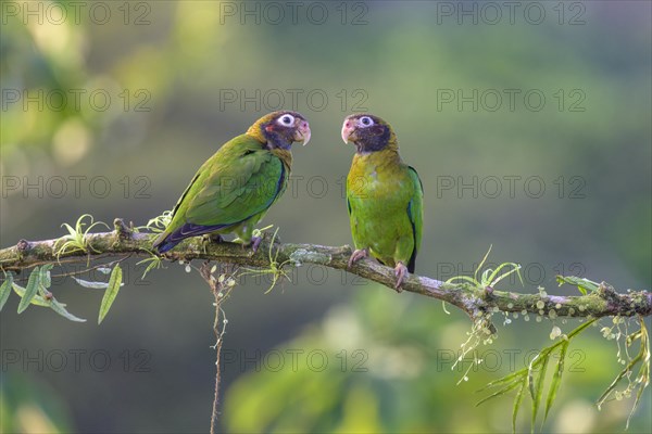 Brown-hooded parrots