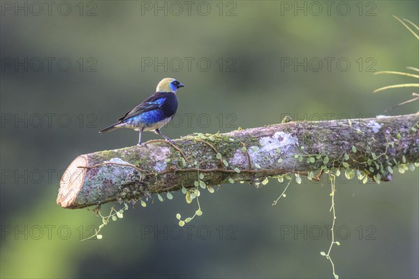 Golden-crowned Tanager