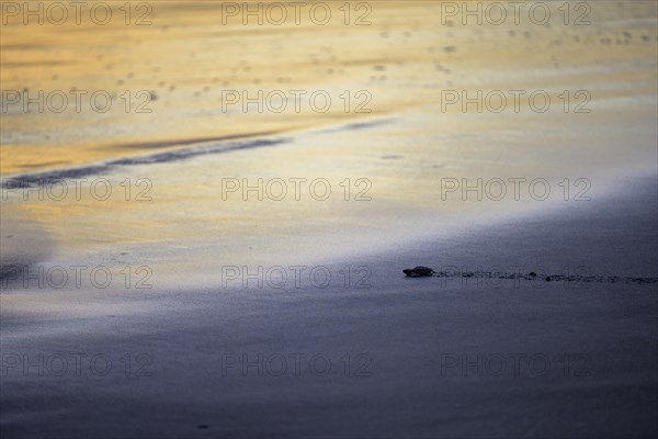 Newly hatched olive ridley sea turtle