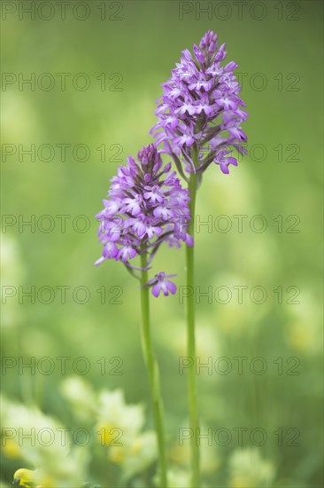 Pyramidal orchid