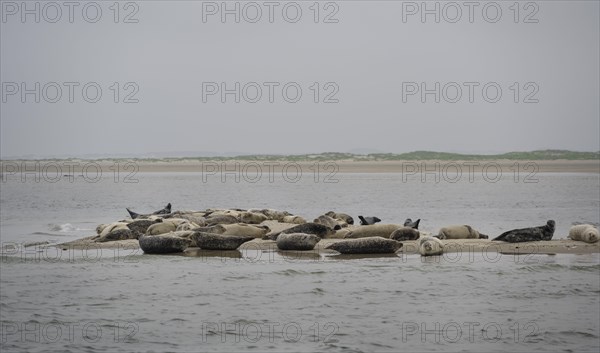 Grey seals