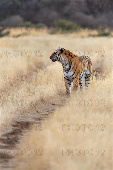 Bengal tiger