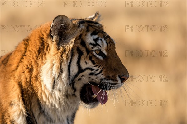 Bengal tiger