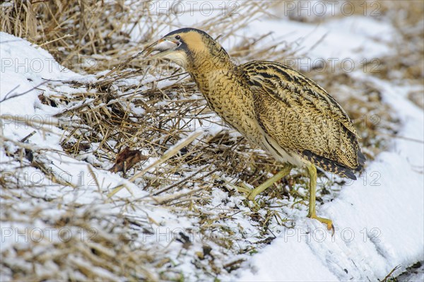 Eurasian bittern