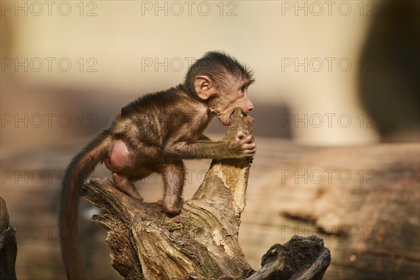 Guinea baboon