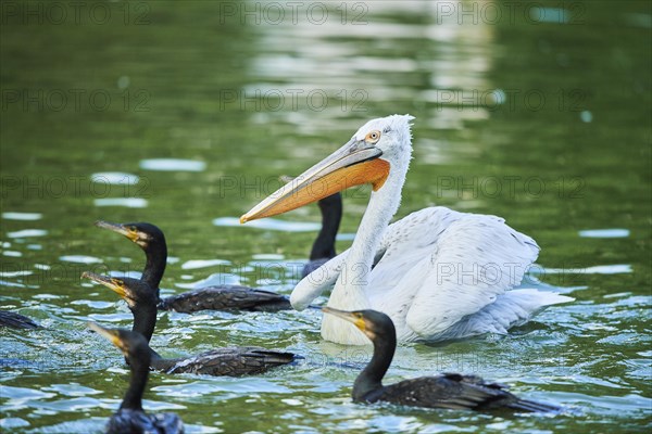 Dalmatian pelican