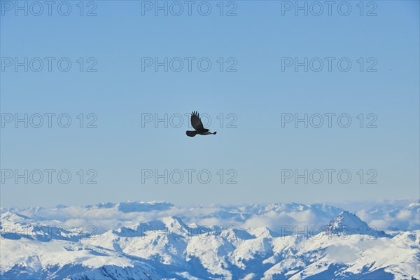 Yellow-billed chough