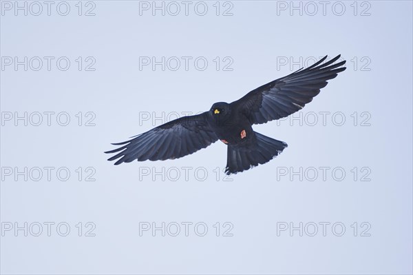 Yellow-billed chough