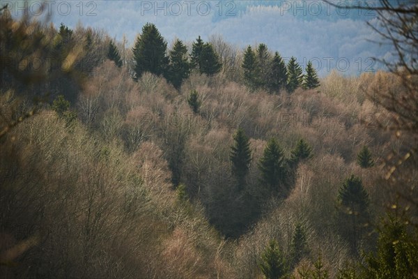 Common beech