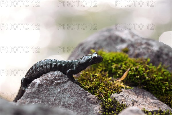 Alpine Salamander