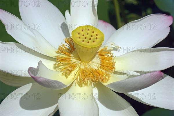 Sacred lotus