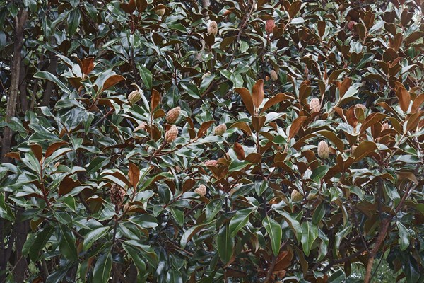 Southern magnolia