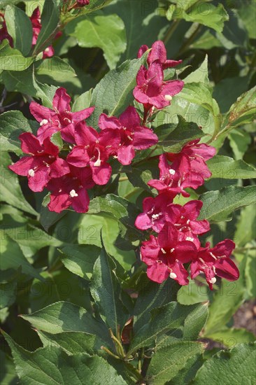 Weigela