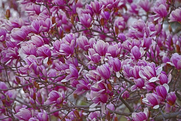 Saucer magnolia