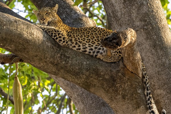 African leopard