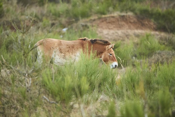 Przewalski's horse