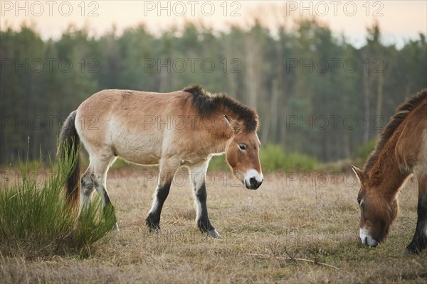 Przewalski's horse