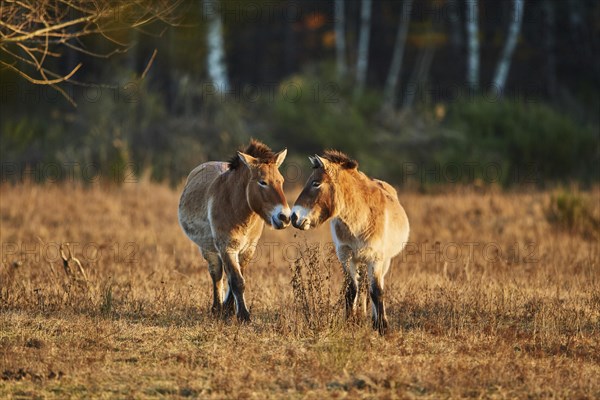 Przewalski's horse