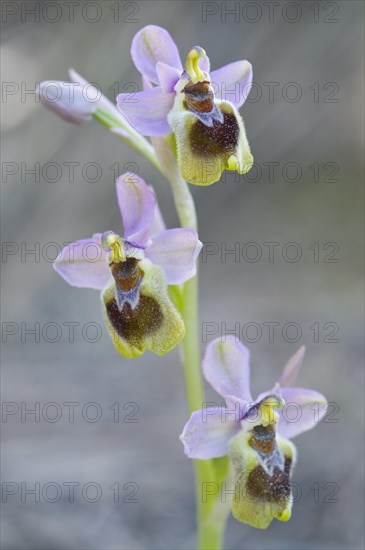 Sawfly orchid