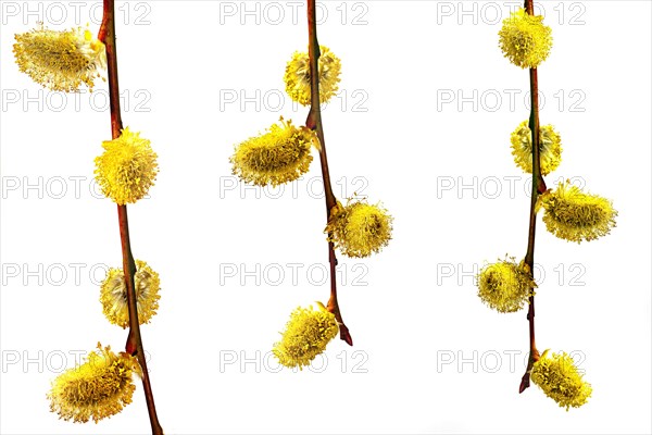 Three hanging branches with catkins