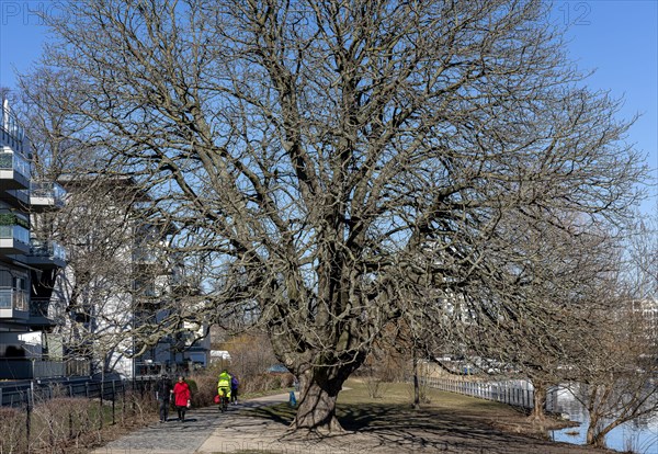 Natural Monument Tree on the banks of the Havel in Spandau