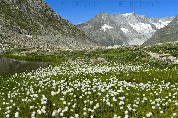 Hare's-tail cottongrass