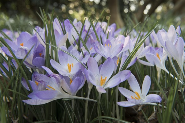 Early Crocus