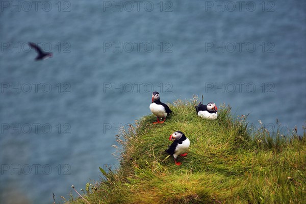 Three puffin