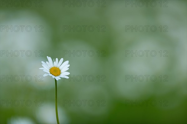 Marguerite