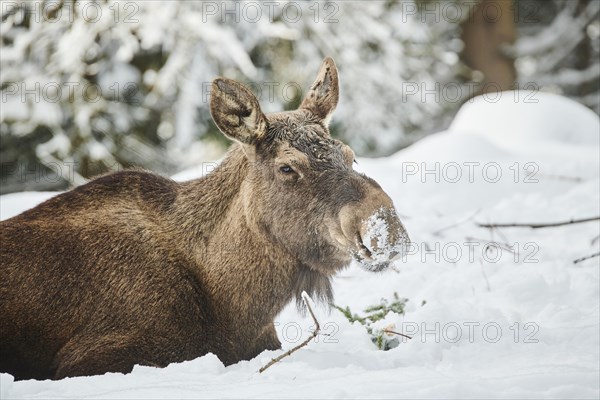 European elk