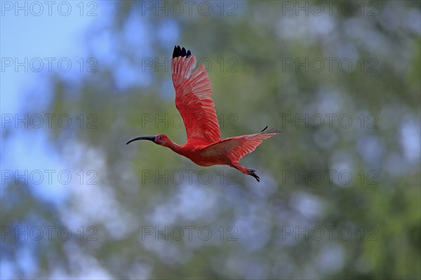 Scarlet ibis