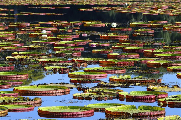 Pond with amazon water lily