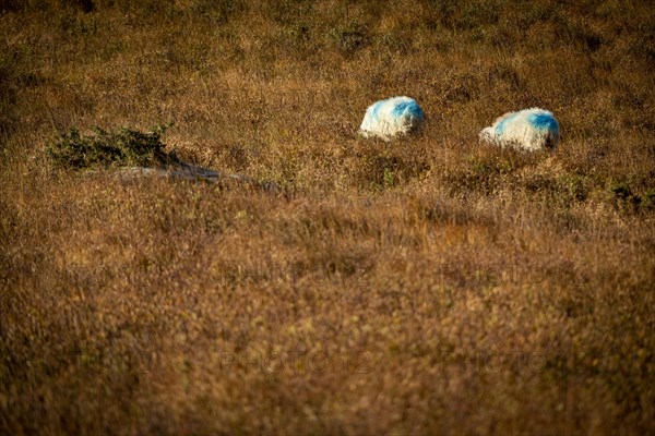 Two domestic sheep