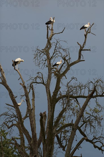 White stork