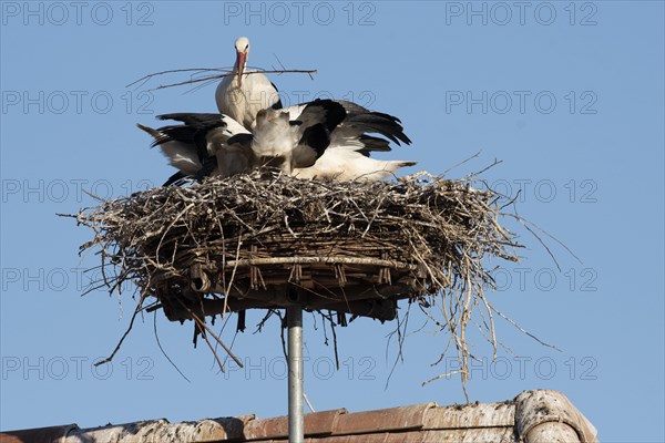 White stork