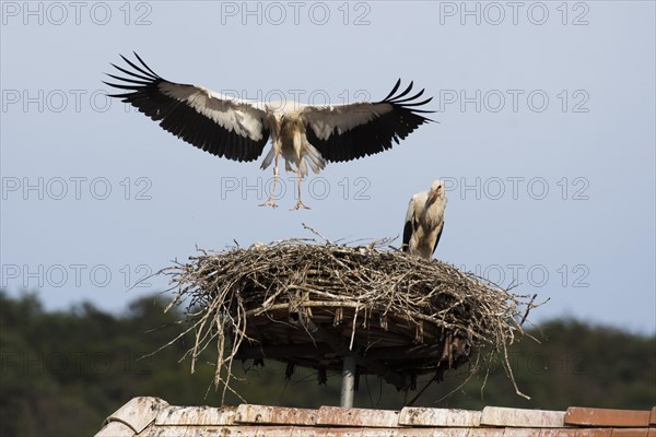 White stork