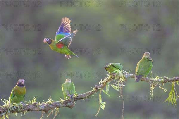 Brown-hooded parrots