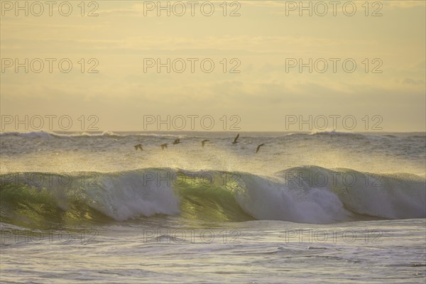 Brown pelicans