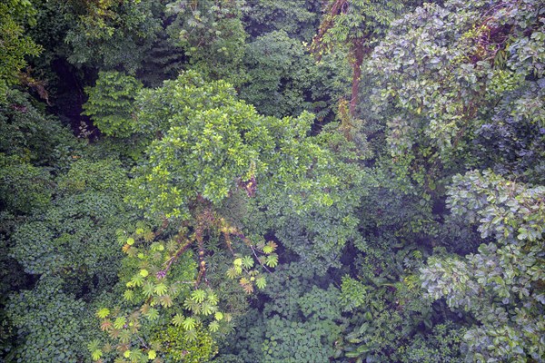 Rainforest in Selvatura Park seen from a suspension bridge