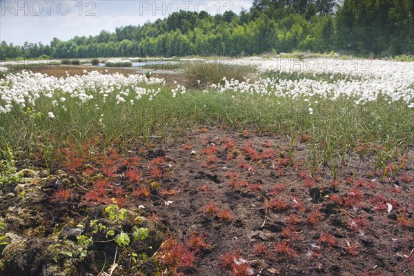 Bog landscape with common cottongrass