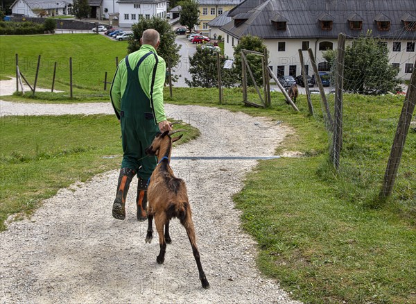 Animal keeper with unruly billy goat