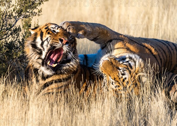 Bengal tiger