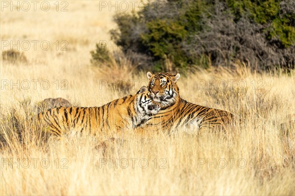 Bengal tiger