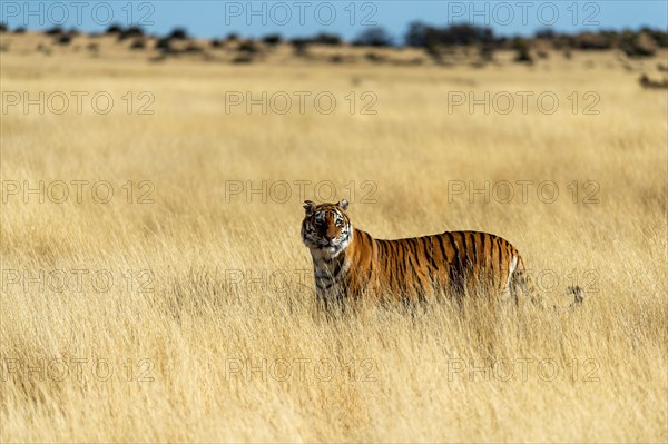 Bengal tiger